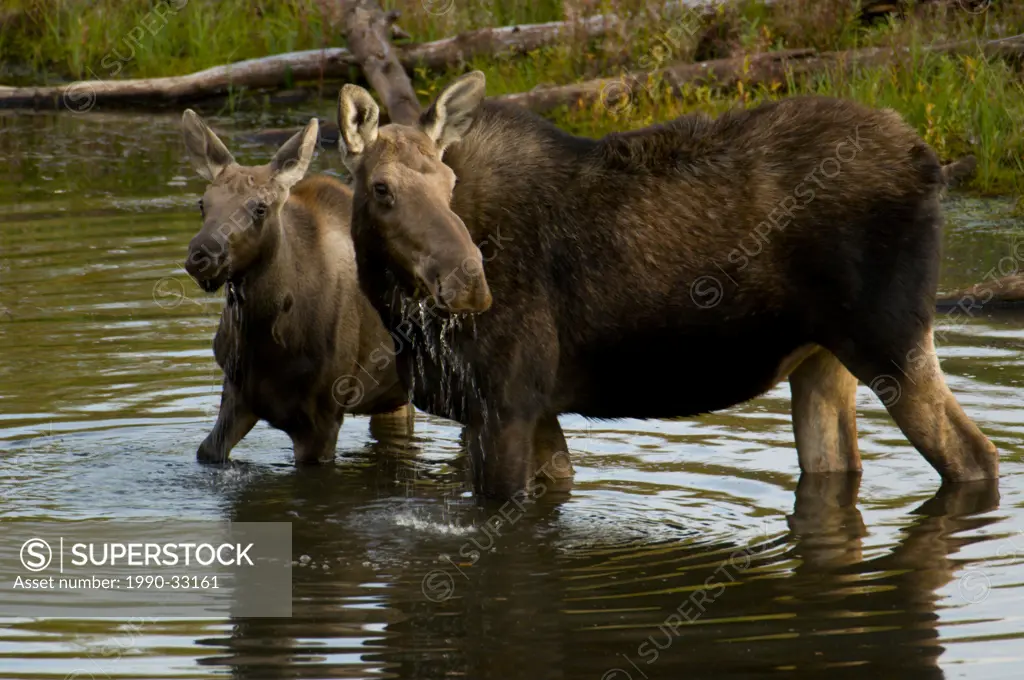 A cow and calf Moose, Alces alces, in marshy shallows of the Kleena Kleene River, Chilcotin region, British Columbia, Canada