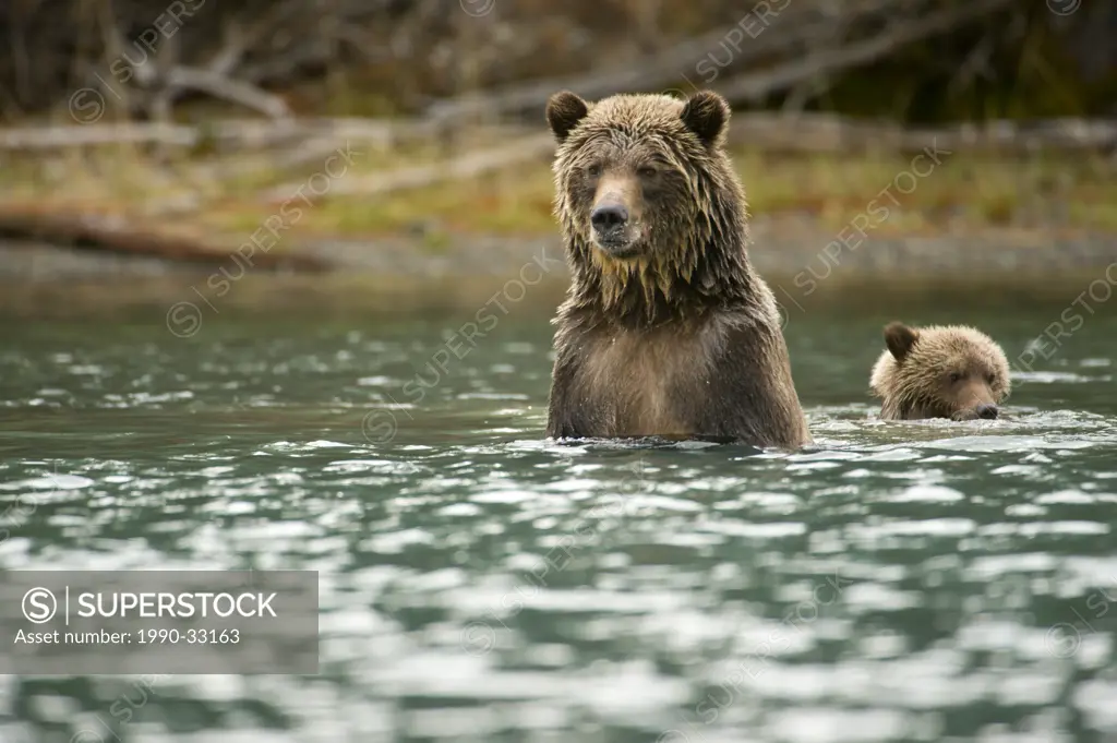 A sow and cub Grizzly Bear, Ursus horribilis, swim after Sockeye Salmon, Oncorhynchus nerka, in the Chilko River, British Columbia, Canada