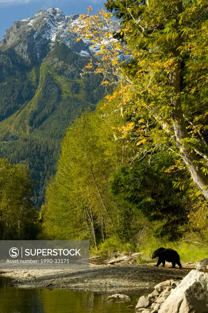 A Grizzly Bear, Ursus horribilis, walks on the shores of the Bella Coola River in front of Mount Stupendous, British Columbia, Canada
