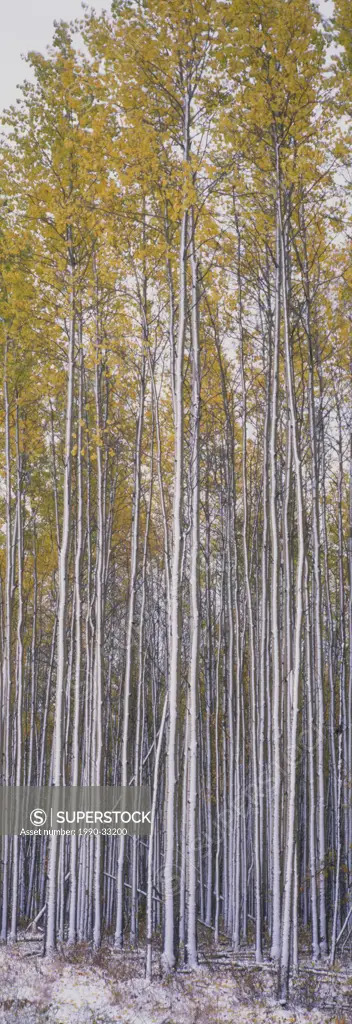 Stand of tall aspen trees in autumn colors after first snowfall in the Boreal Forest of Northern Alberta, Valleyview, Canada