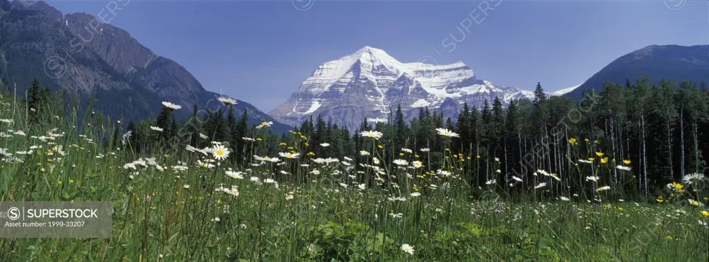 Panoramic view of the Mount Robson through the field of flowers, Robson Provincial Park, British Columbia