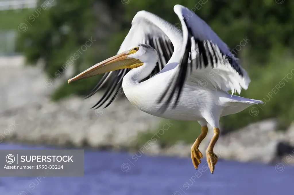 American White Pelican preparing to land on the Red River. St. Andrews Lock and Dam National Historic Site. Lockport, Manitoba, Canada.