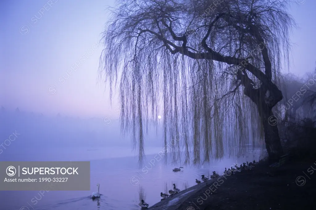 Lost Lagoon in fog, Stanley Park, Vancouver, British Columbia, Canada