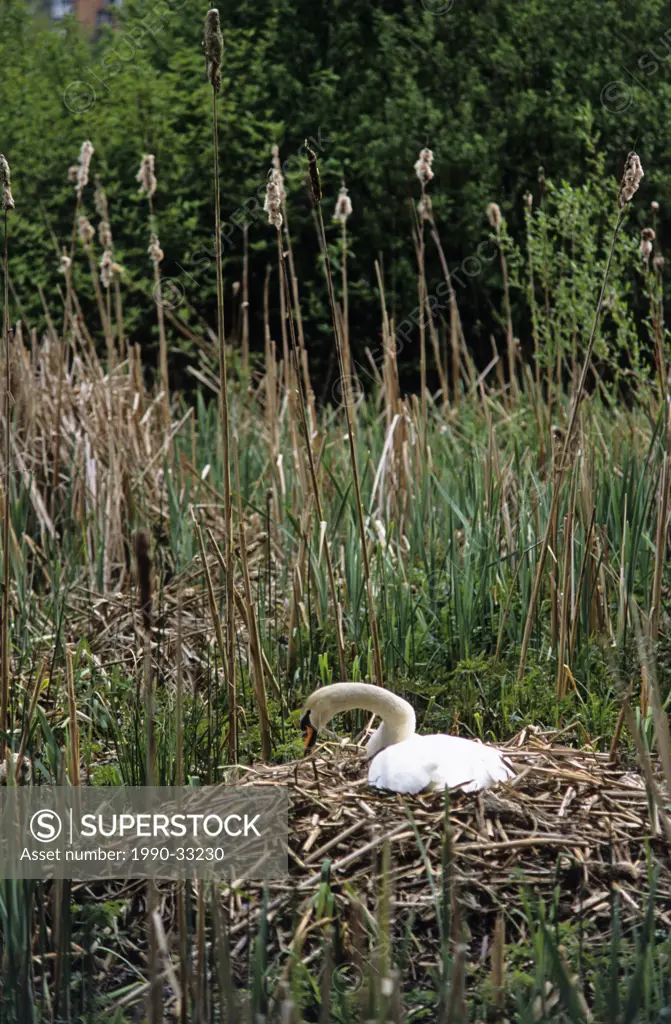 mute swan Cygnus olor nesting beside Lost Lagoon, Stanley Park, Vancouver, British Columbia, Canada