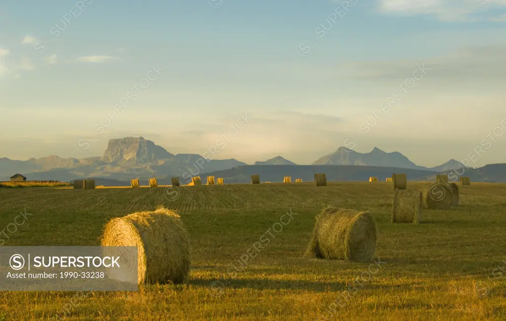 Hay Bales. Large round bales have replaced the older style bales which could be handled by one person. Hay is cut into wind rows and allowed to dry. O...