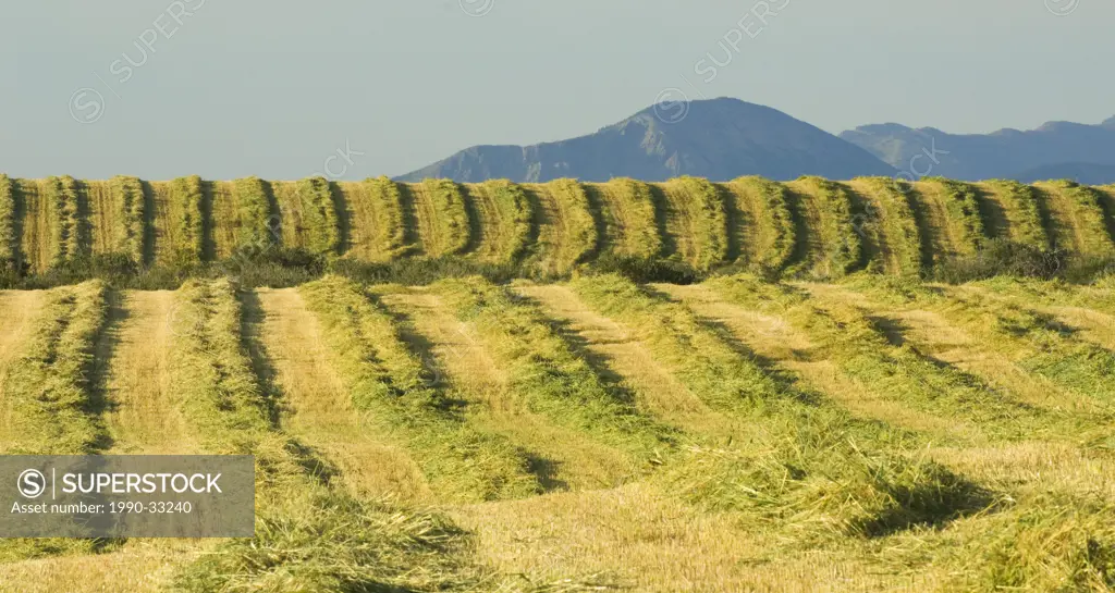 Hay Windrows. Long lines of raked hay laid out to dry in the wind. When dry the hay will be packed by a baler into large round bales. Southwest Albert...
