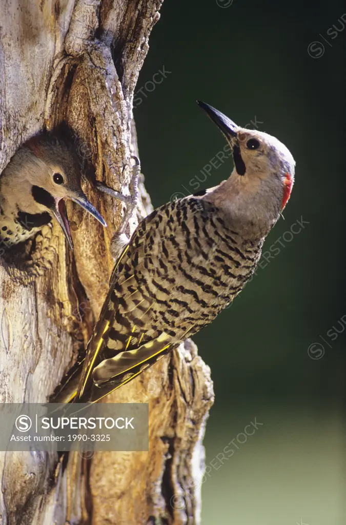 Northern flicker colaptes auratus with chick, canada