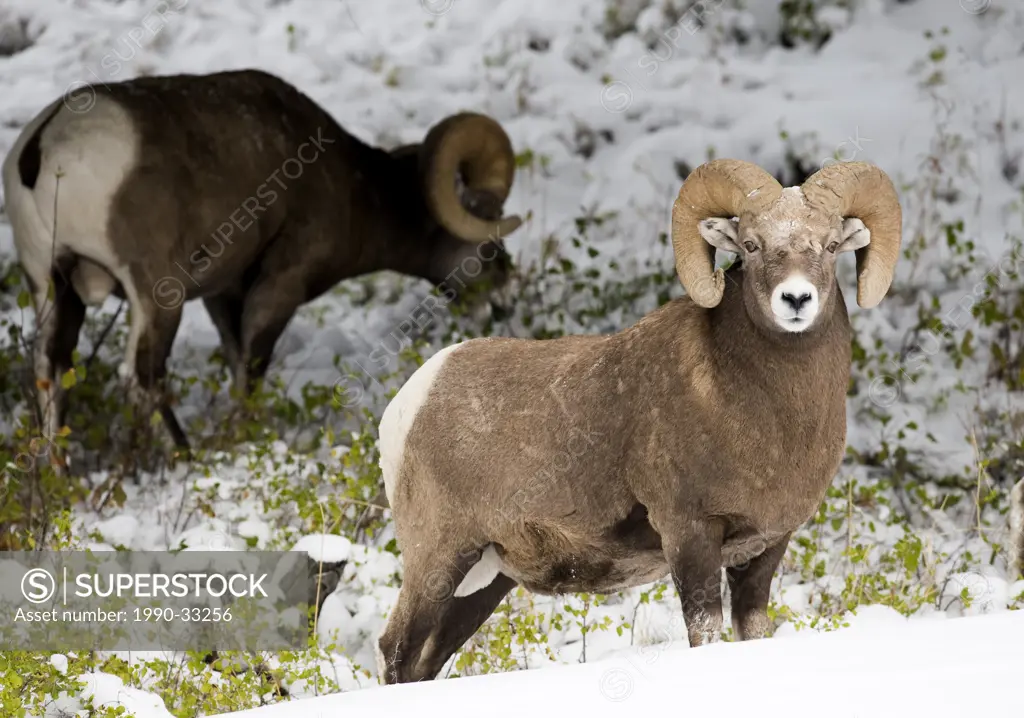 Bighorn Sheep Ovis canadensis Males. Bighorn Sheep are named for the large curved horns borne by the males or rams. Males typically weigh 127_316 poun...