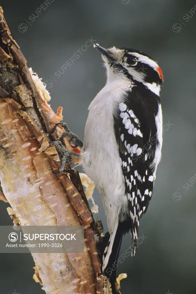 Downy woodpecker picoldes pubescens sudbury, ontario, canada