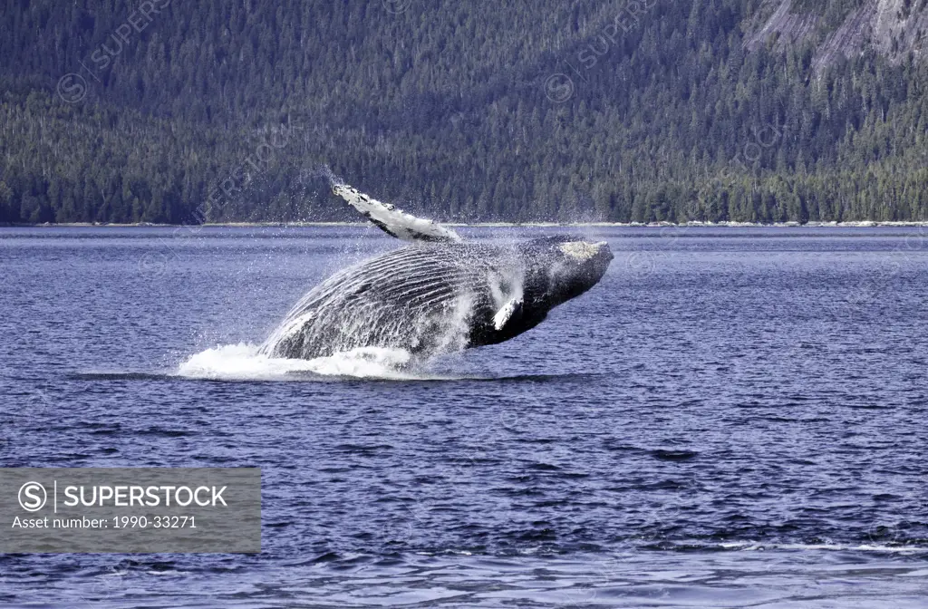 A Humpback Whale breaching on the British Columbia Central Coast in Canada