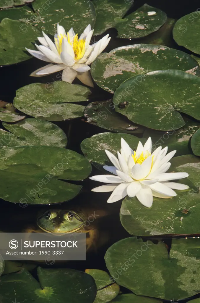 green frog rana clamitans in lily pads, gagetown, new brunswick, canada