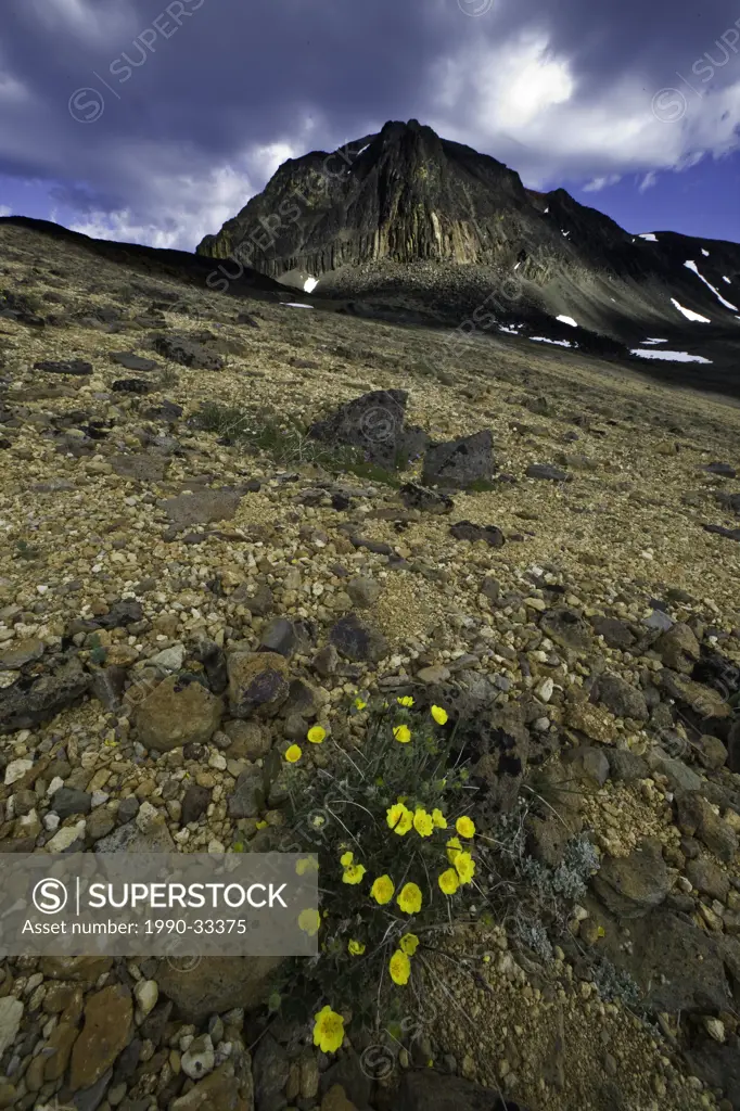 Diverse_Leaved Cinquefoil in Volcanic landscape in the Itcha Mountains British Columbia Canada