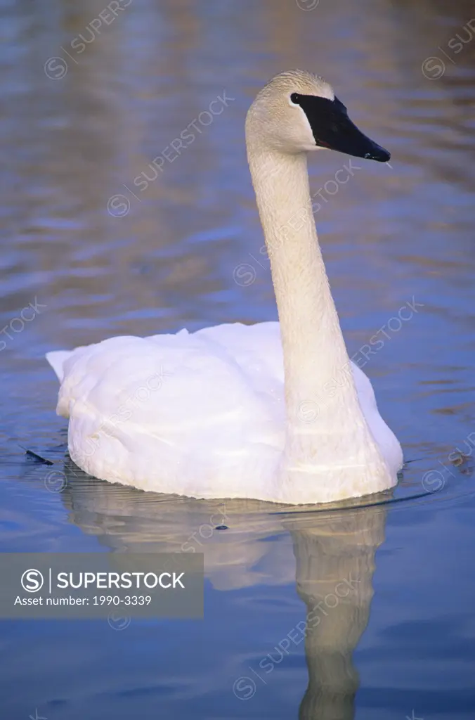 Trumpeter swan cygnus buccinator in fielding park bird sanctuary, kelly lake, walden, ontario, canada