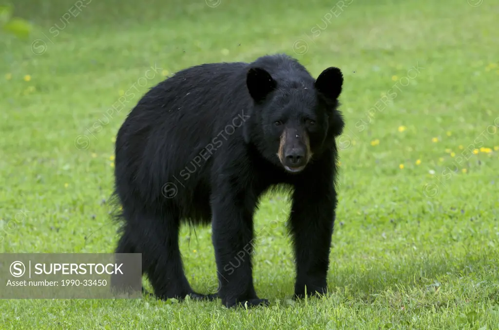 Wild American Black Bear Ursus americanus, adult, walking in summer grasses and being bothered by insects. Sleeping Giant Provincial Park, Ontario, Ca...