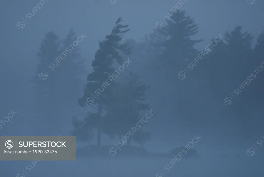 Early morning mist shrouds a lone white pine on Rock lake in Algonquin park,Ontario, Canada