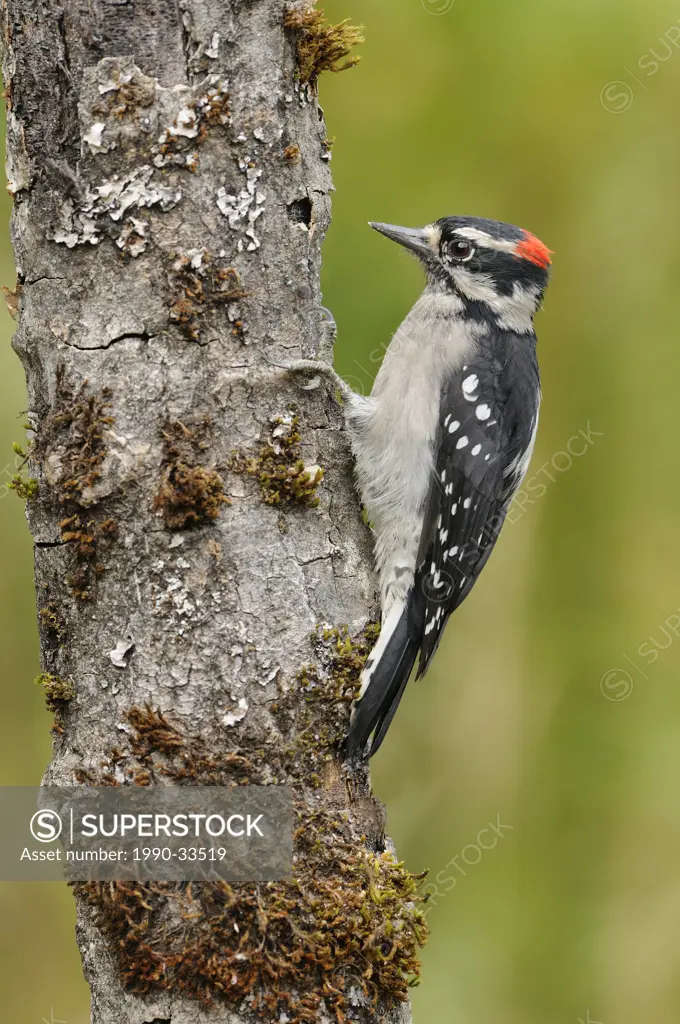 Male Downy woodpecker perched in Vcitoria BC, Canada