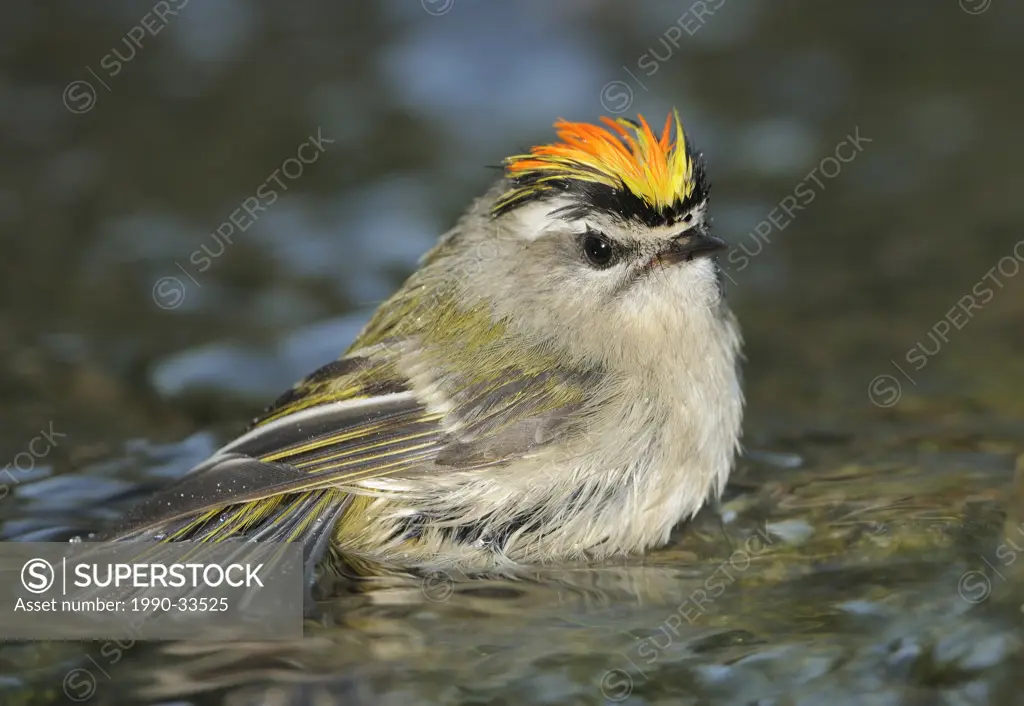 Golden_crowned Kinglet bathing in creek Victoria BC, Canada