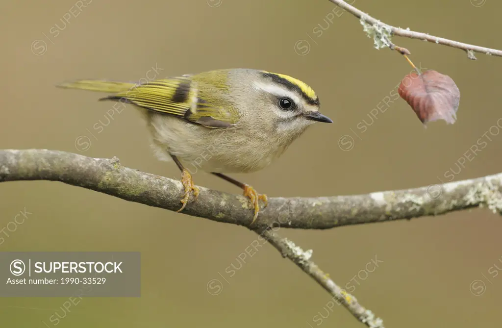Golden_crowned Kinglet on perch at Victoria BC, Canada