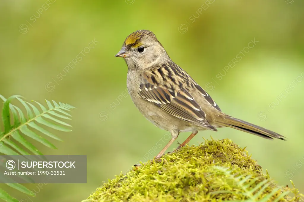 Golden_crowned Sparrow on mossy rock Victoria BC, Canada
