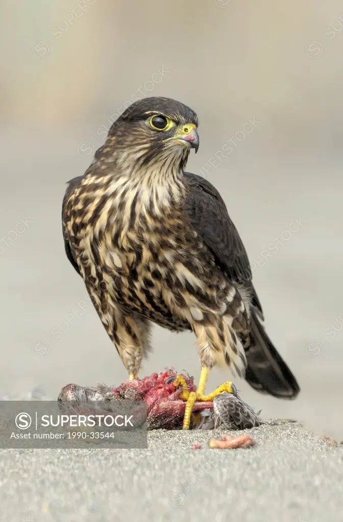 Merlin falcon at Dungenous Spit WA