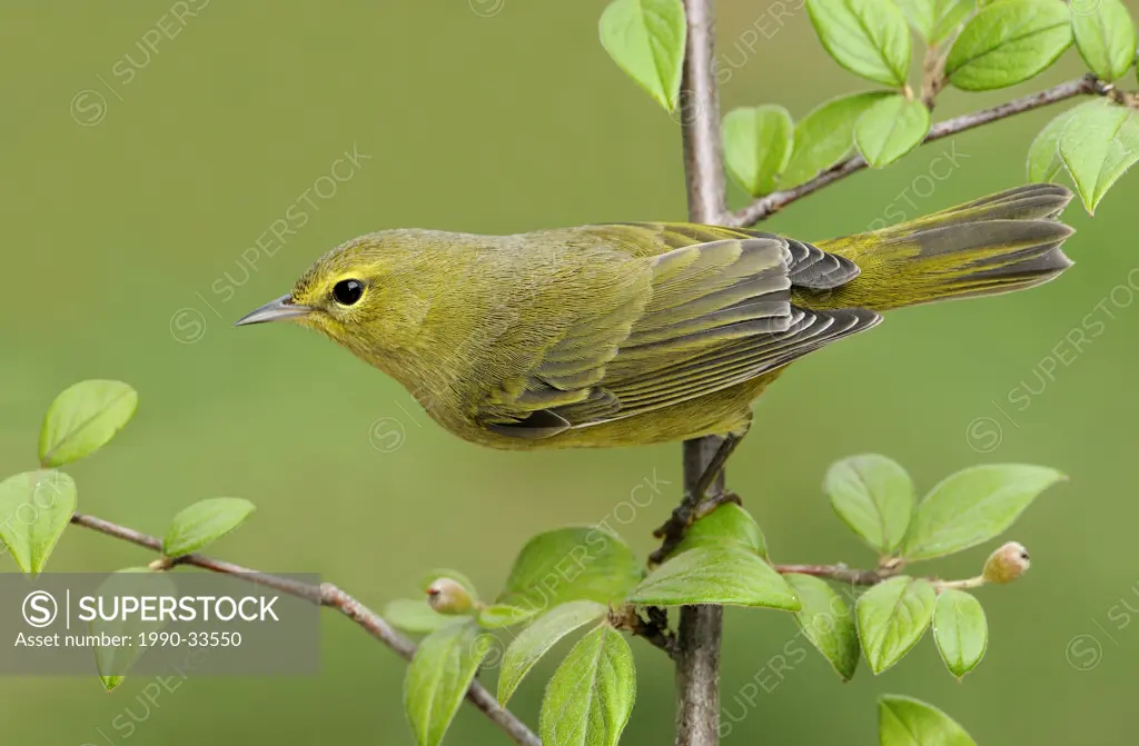 Orange_crowned Warbler on perch, Victoria BC, Canada