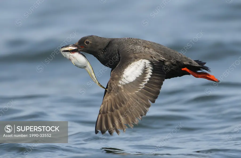 Pigeon Guillemot in flight with fish, Westport WA