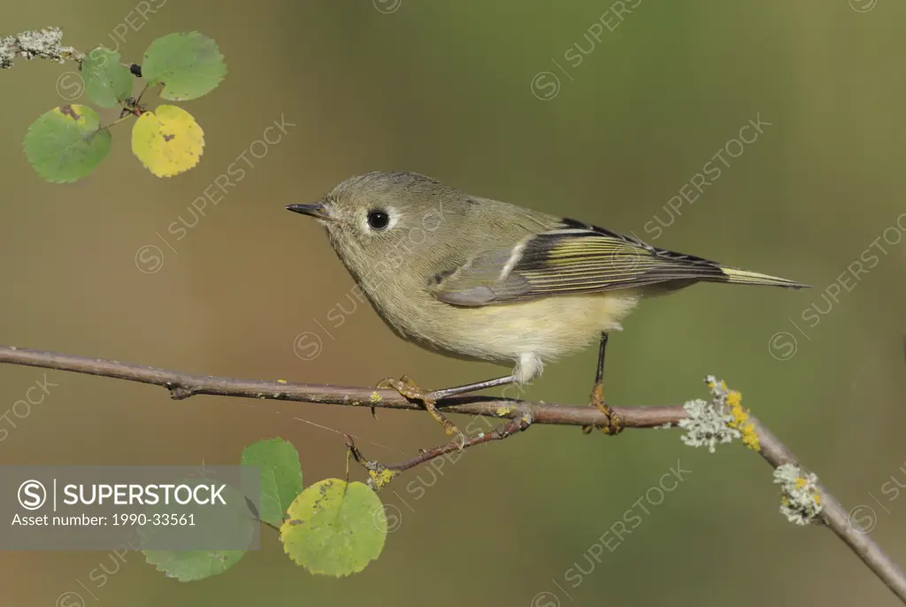 Ruby_crowned Kinglet on perch at Victoria BC, Canada