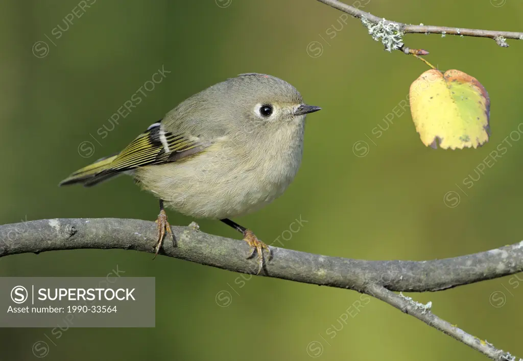 Ruby_crowned Kinglet on perch at Victoria BC, Canada
