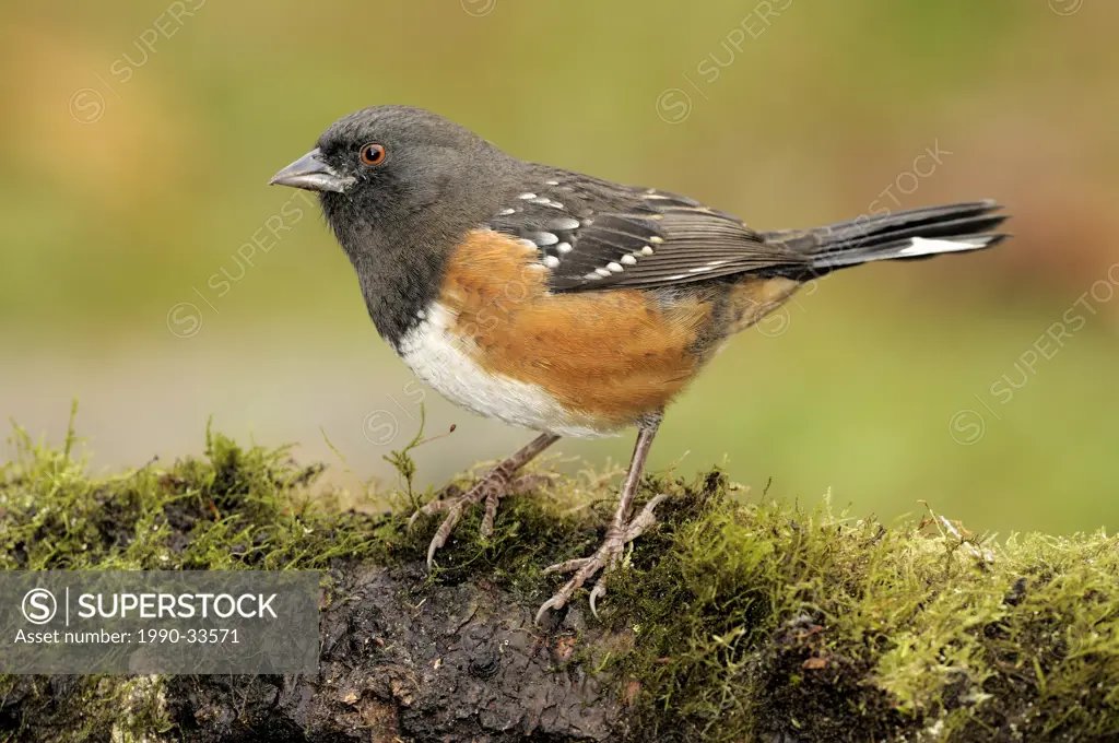 Spotted Towhee on mossy log at Victoria BC, Canada