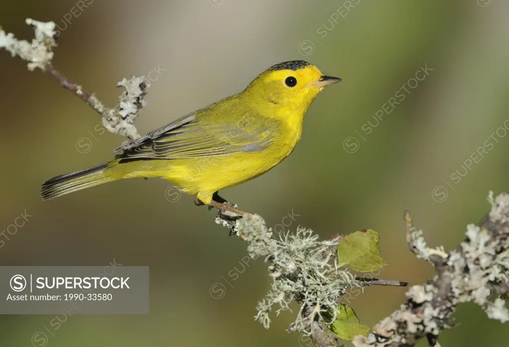 Male Wilson´s Warbler at Victoria BC, Canada