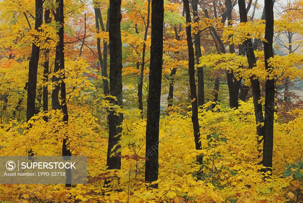 Maple Trees in Autumn, Gatineau Park Quebec, Canada