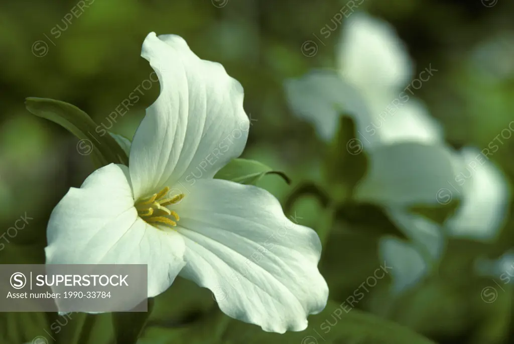 White Trilliums, ´Trillium grandiflorum´ Ottawa, Ontario, Canada