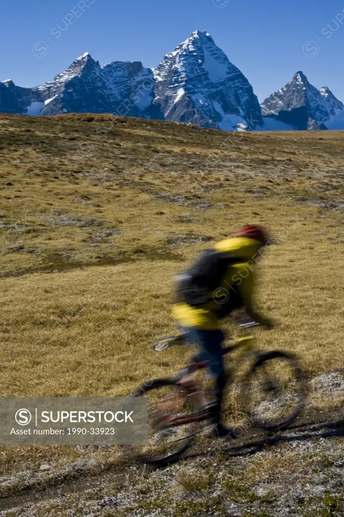 A mountain biker riding some single track in the Purcell Mountains, Golden, BC