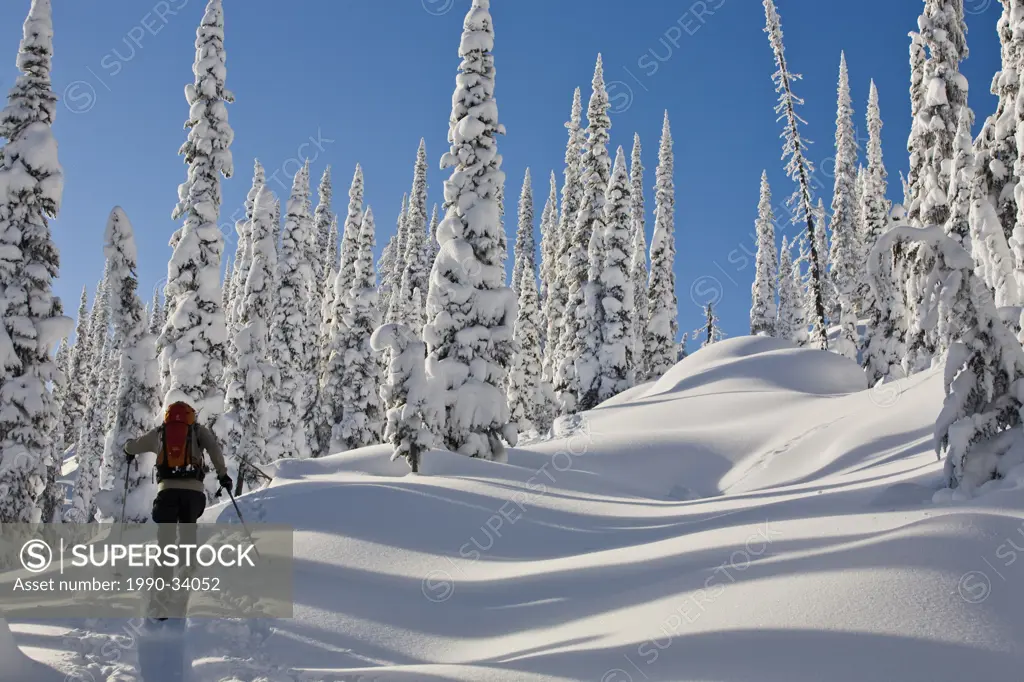A man ski touring in the Revelstoke Backcountry, BC