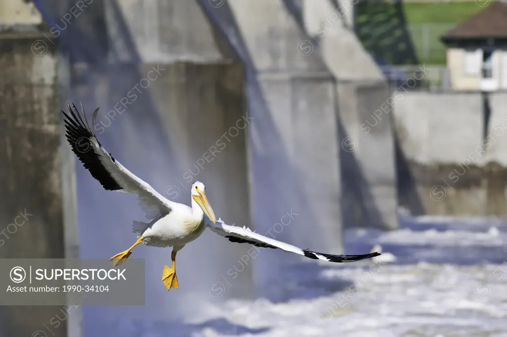 American White Pelican or Rough_billed Pelican Pelecanus erythrorhynchos in flight, over the Red River. Lockport, Manitoba, Canada.
