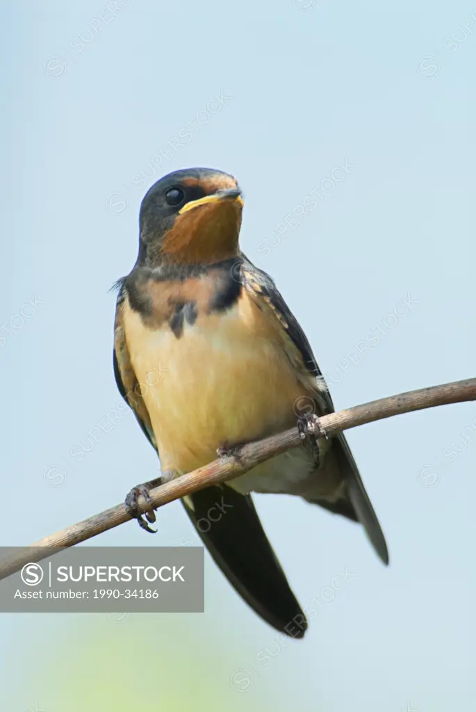 Barn Swallow Riparia riparia juvenile