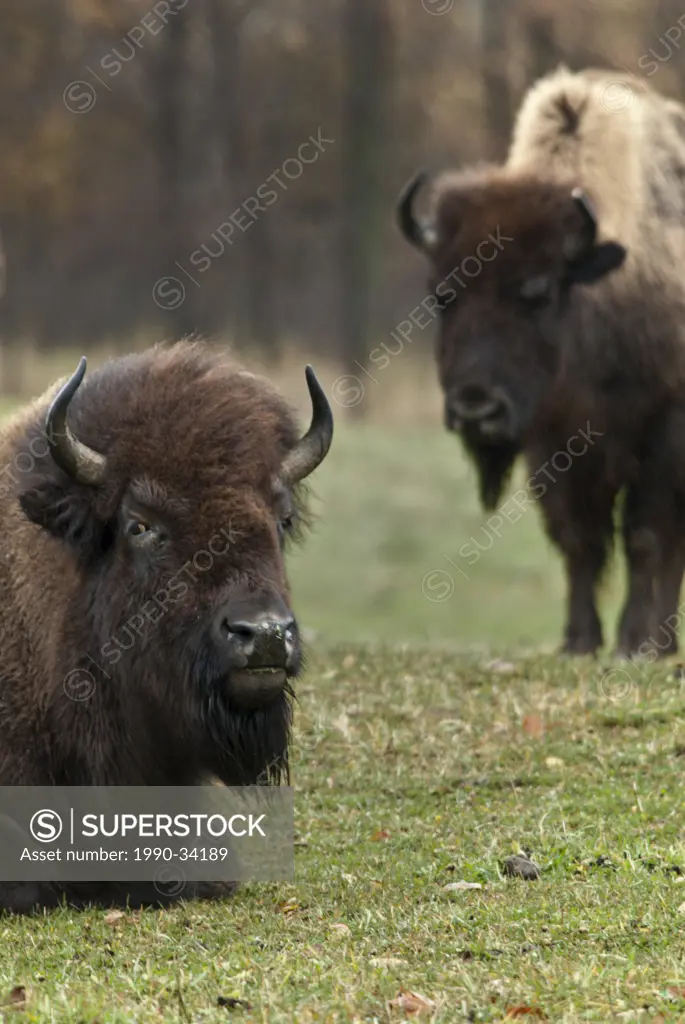 Bison Bos bison _ captive