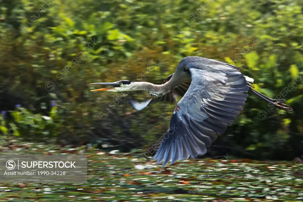 Great Blue Heron Ardea herodias in flight over wetland on Horseshoe Lake in Ontario´s Muskoka Region
