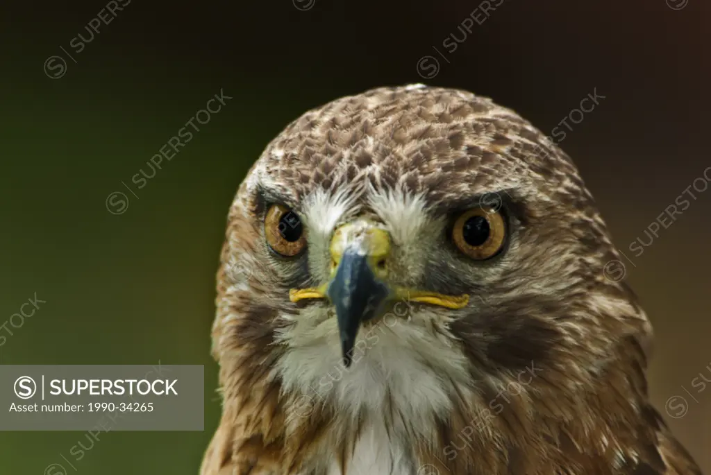 Red_tailed Hawk Buteo jamaicensis portrait