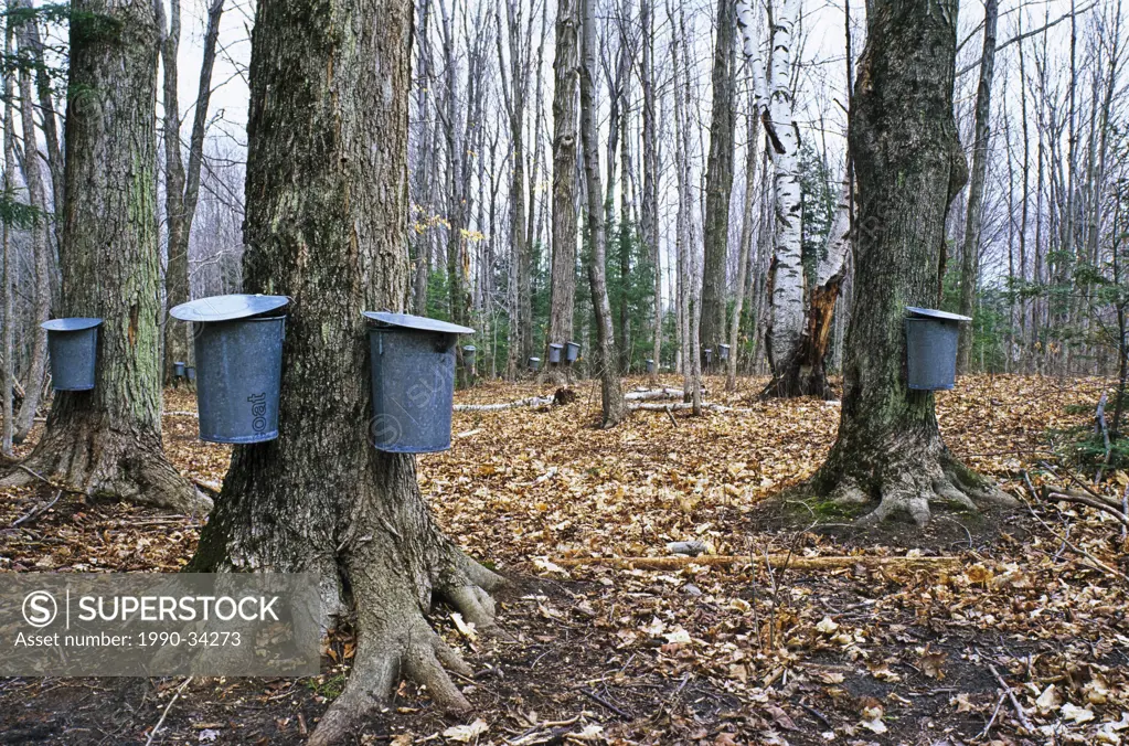 Sap buckets for collecting sap for making maple syrup at Tiffin Centre for Conservation near Utopia Ontario