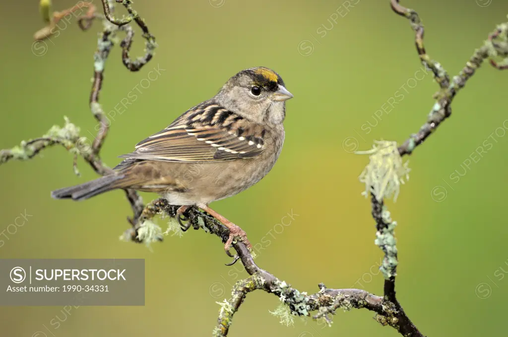 Golden_crowned sparrow on perch, Victoria BC, Canada