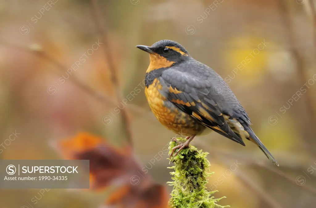 Male Varied Thrush perched on branch at Goldstream Provincial Park, BC Canada