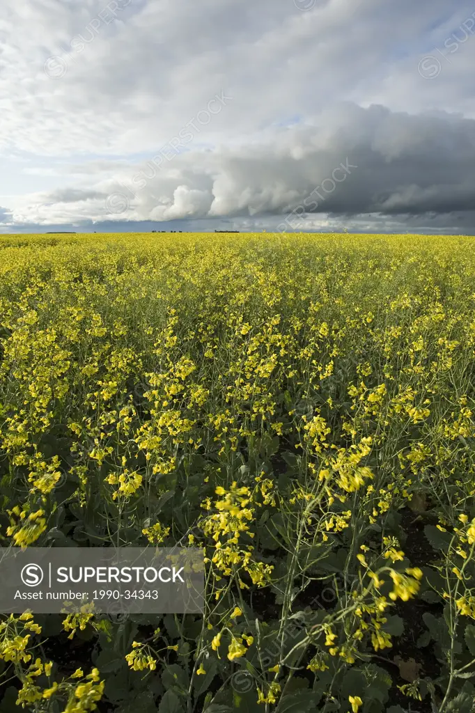 Southern Manitoba canola field under dramatic clouds. Prairie farmland, Canada