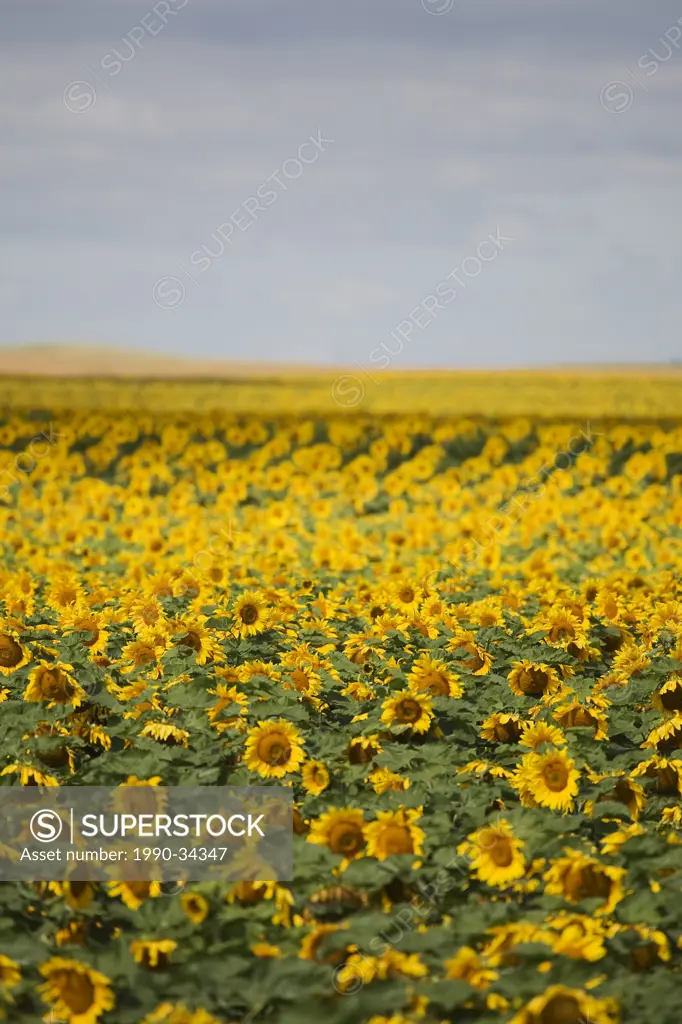 Southern Manitoba field of sunflowers. Prairie farmland.