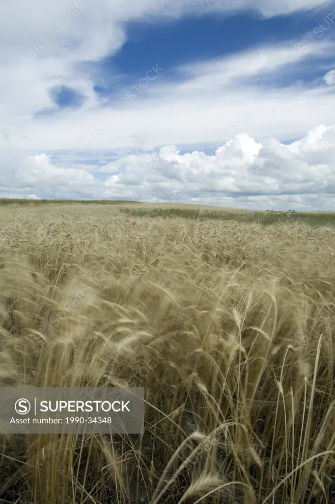 Southern Saskatchewan grain field waving in the wind. Prairie farmland.
