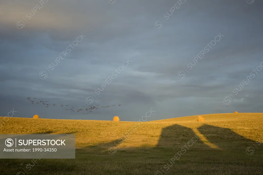 Southern Saskatchewan grain field with shadows of old builings and a flock of Canadian Geese Branta canadensis.