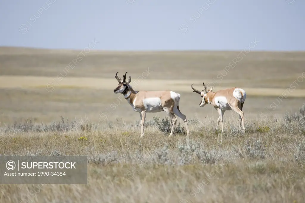 Pronghorn Antelope Antilocapra americana grazing on the open prairie. Pinhorn Grazing Reserve, Milk River Alberta.
