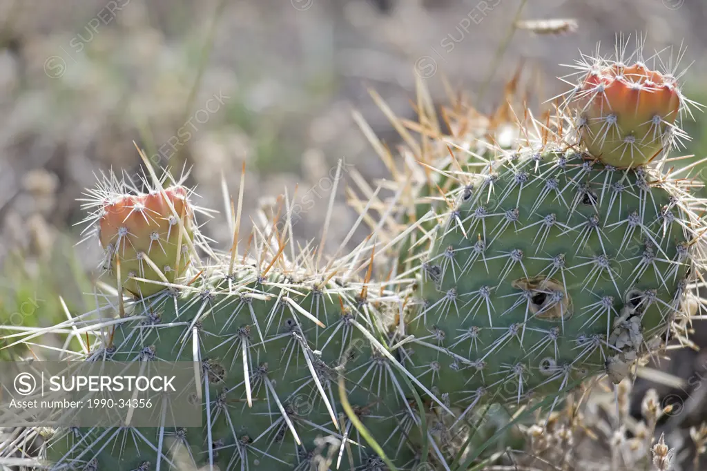Sharp spikes guard this ground level cactus. Pinhorn Grazing Reserve, Milk River Alberta.