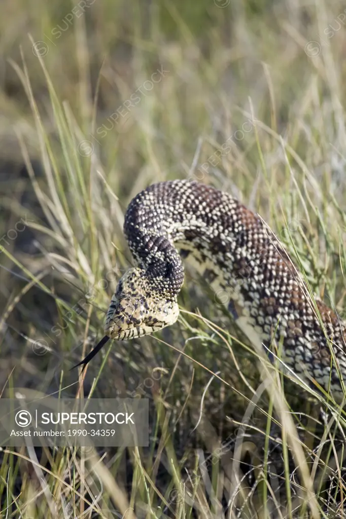 Prairie Rattlesnake Crotalus viridis living in the Pinhorn Grazing Reserve, Milk River Alberta.