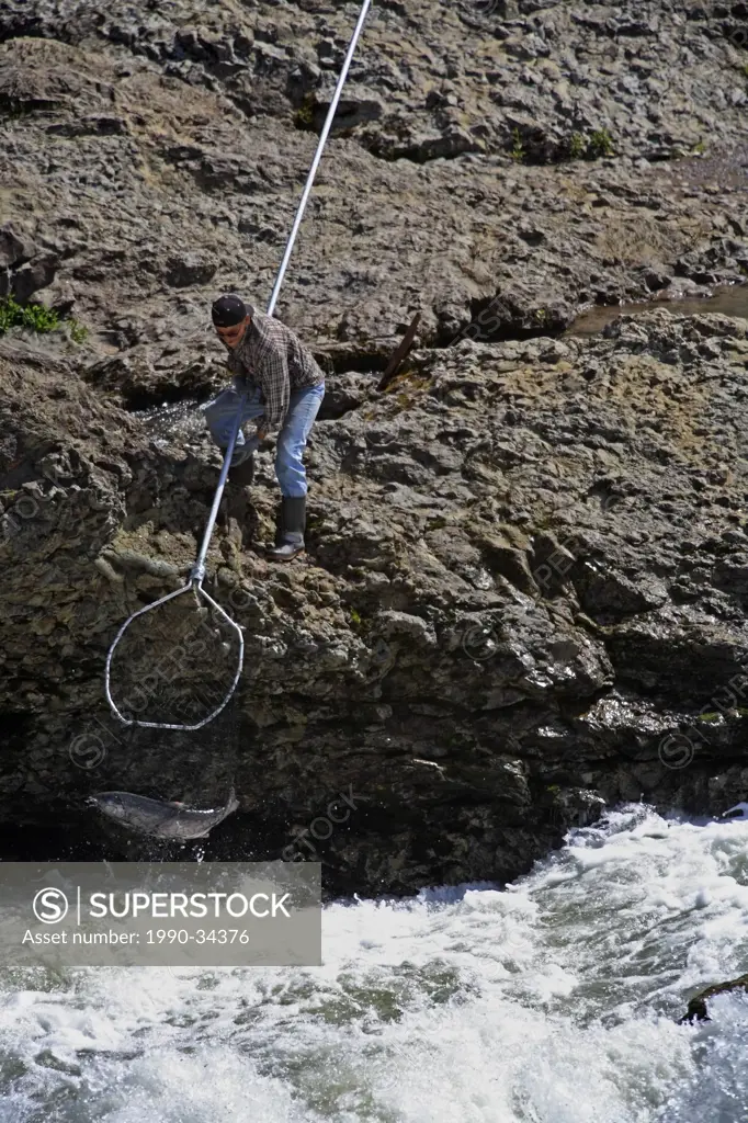 First Nations fisherman dipnetting a chinook salmon, Moricetown Falls, Bulkley Valley, British Columbia